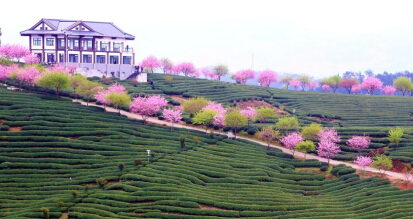 茶园旅游俨然成风尚 传醉品商城欲进军该类细
