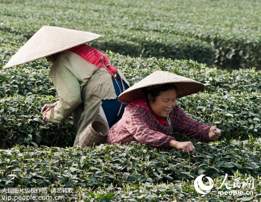 2016年3月6日，四川省蒲江县成佳镇，茶农正在采摘早春优质雀舌茶。（祝纯健/人民图片）