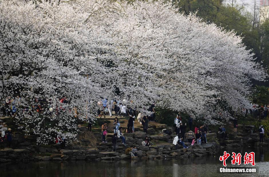 湖南省植物园千株樱花盛开 梦幻花海醉游客