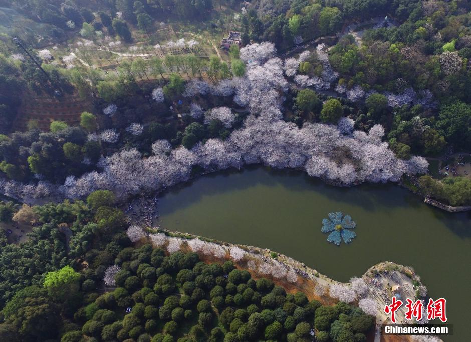 湖南省植物园千株樱花盛开 梦幻花海醉游客