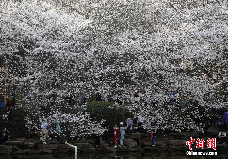 湖南省植物园千株樱花盛开 梦幻花海醉游客