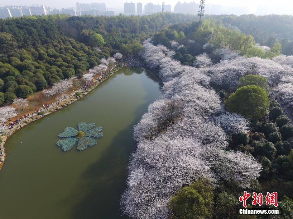 湖南省植物园千株樱花盛开 梦幻花海醉游客
