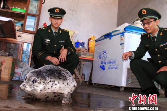 辽宁大连边防官兵与群众协力救助一孕期斑海豹