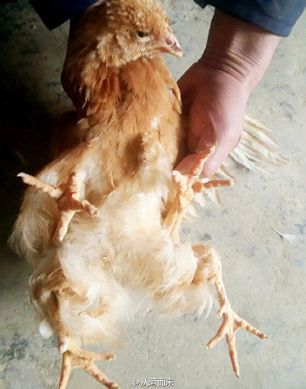 山东菏泽惊现“四腿鸡” 专家称不影响食用