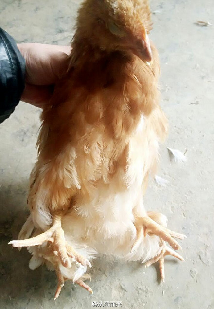 山东菏泽惊现“四腿鸡” 专家称不影响食用