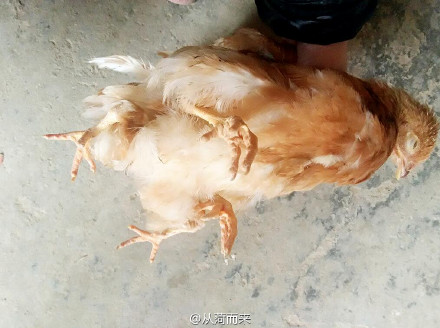 山东菏泽惊现“四腿鸡” 专家称不影响食用