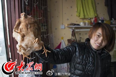 山东菏泽惊现“四腿鸡” 专家称不影响食用