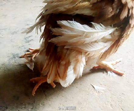 山东菏泽惊现“四腿鸡” 专家称不影响食用