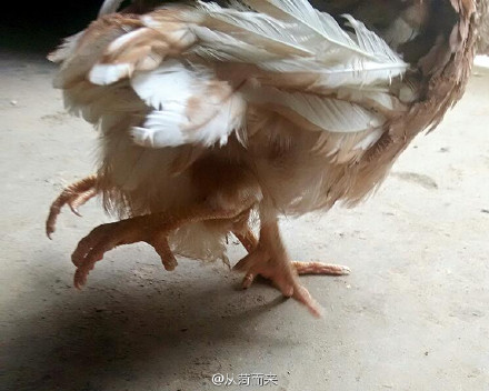 山东菏泽惊现“四腿鸡” 专家称不影响食用