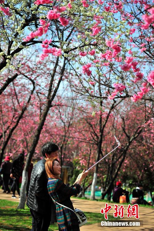昆明樱花盛放 市民踏春赏花