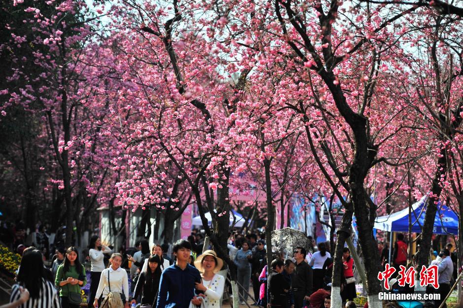 昆明樱花盛放 市民踏春赏花