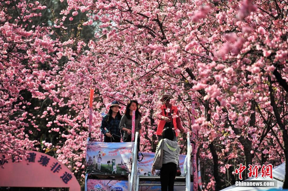昆明樱花盛放 市民踏春赏花