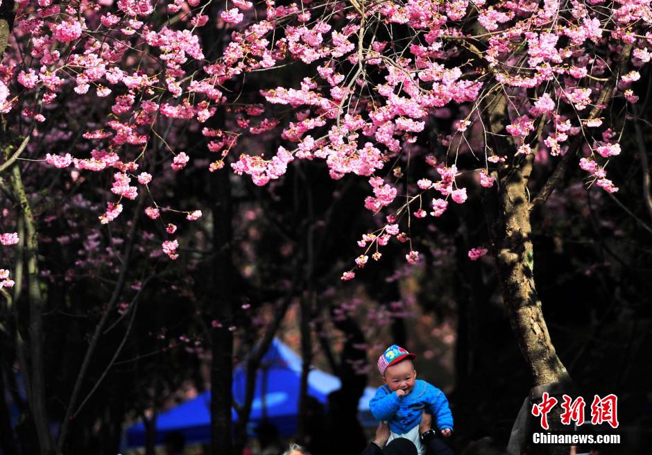 昆明樱花盛放 市民踏春赏花