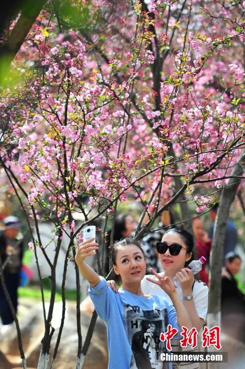 昆明樱花盛放 市民踏春赏花