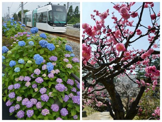 日本新干线沿途的美丽花海：色彩缤纷春意浓（图）