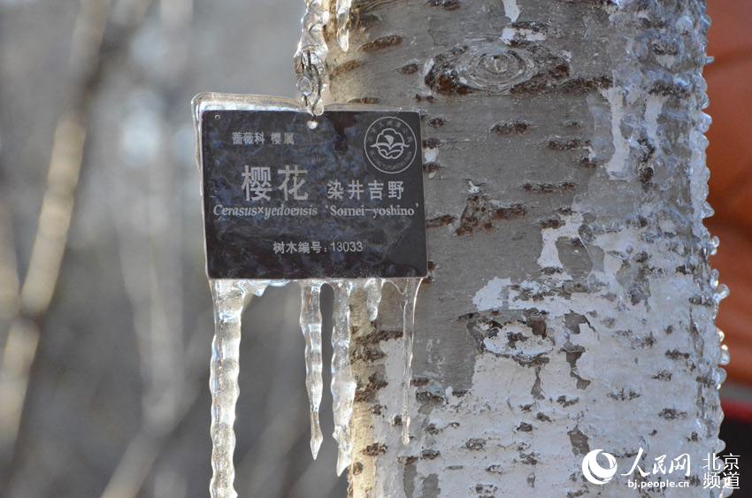 樱花树的标牌上也裹上了一层冰。人民网尹星云 摄