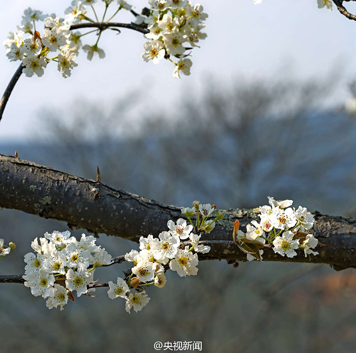 云南大理千树梨花绽放 绚烂花海勾勒田园画卷