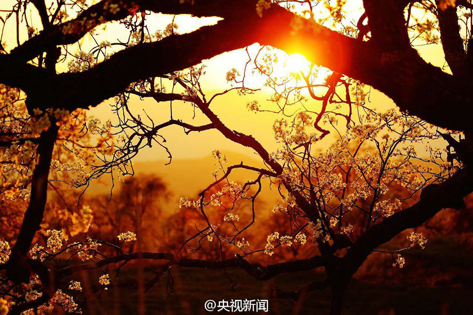 云南大理千树梨花绽放 绚烂花海勾勒田园画卷