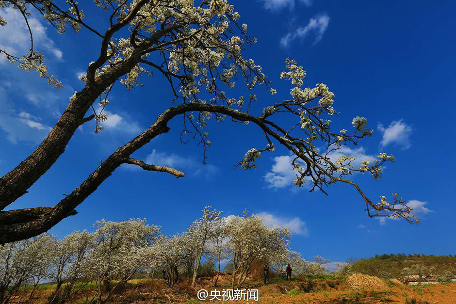 云南大理千树梨花绽放 绚烂花海勾勒田园画卷