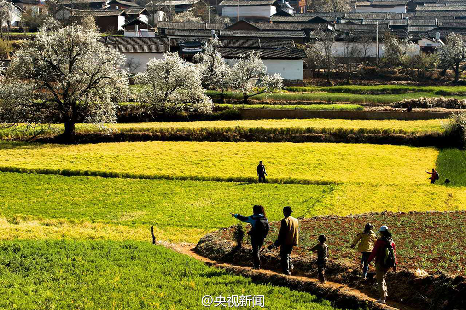云南大理千树梨花绽放 绚烂花海勾勒田园画卷