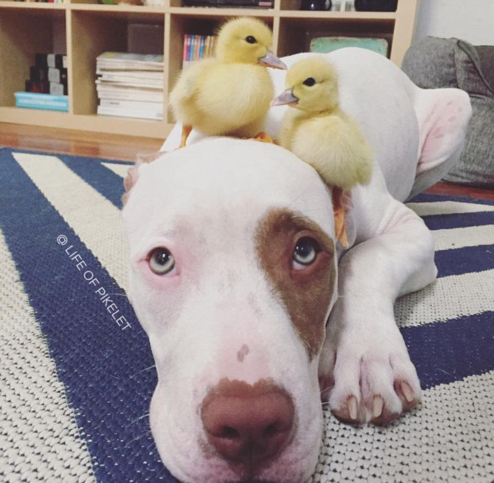 澳搜救犬与鸭子亲如手足 画面温馨甜蜜
