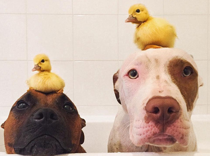 澳搜救犬与鸭子亲如手足 画面温馨甜蜜