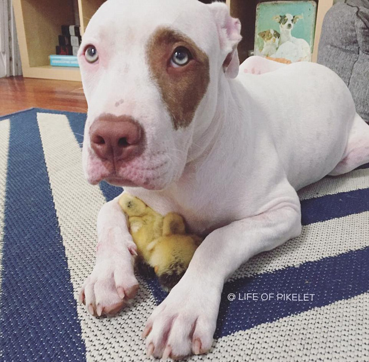澳搜救犬与鸭子亲如手足 画面温馨甜蜜
