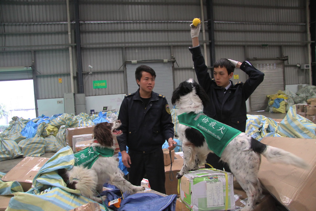 3月11日，在双流国际快件中心大厅内，训犬员在工作间隙给检疫犬玩小球放松。新华社记者 陈地 摄
