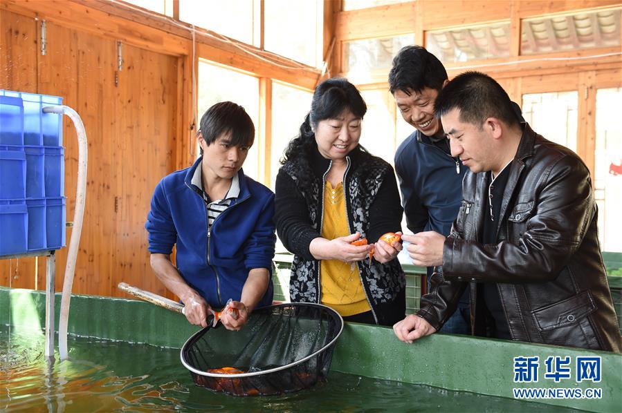 肖燕（左二）在公司水产育苗基地查看观赏鱼（2月17日摄）。