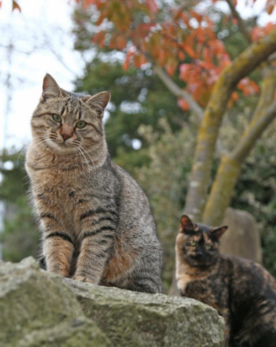 科学家欲解读喵星人语言或编写“猫语字典”