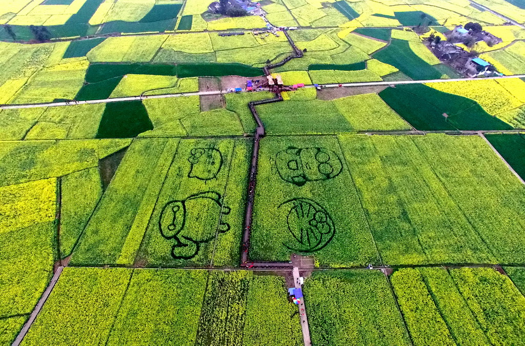 3月12日在四川省广汉市西高镇航拍的油菜花田中的“大白”和“凯蒂猫”卡通图案。   新华社发（邱海鹰 摄）