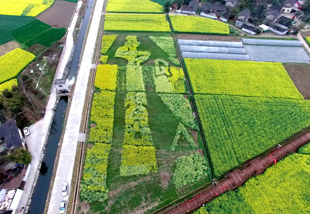 3月12日在四川省广汉市西高镇航拍的油菜花田中的“大白”和“凯蒂猫”卡通图案。   新华社发（邱海鹰 摄）
