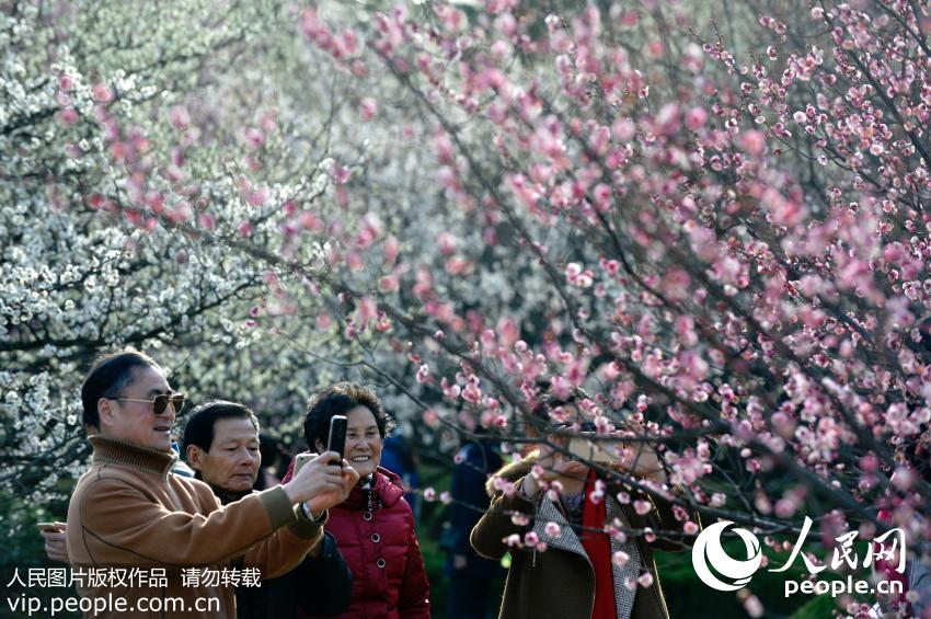 天气晴暖，合肥植物园百亩梅园5000余株各色梅花已竞相开放，游人流连忘返。2月18日至3月12日为合肥植物园第十五届梅花节。（徐旻昊/人民图片）