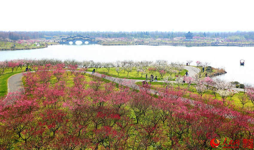 上海海湾国家森林公园位于上海市奉贤区海湾镇五四农场境内，距上海市中心60公里。园内植树达400多万株，品种约350种，其中梅花100亩。（陈英/图说中国）