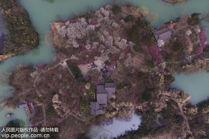 拥有19000余株梅树的杭州西溪国家湿地公园举办“曲水寻梅，汉服雅集”活动，百余名汉服爱好者徜徉梅园，与市民游客共赏梅花。（李忠/人民图片）