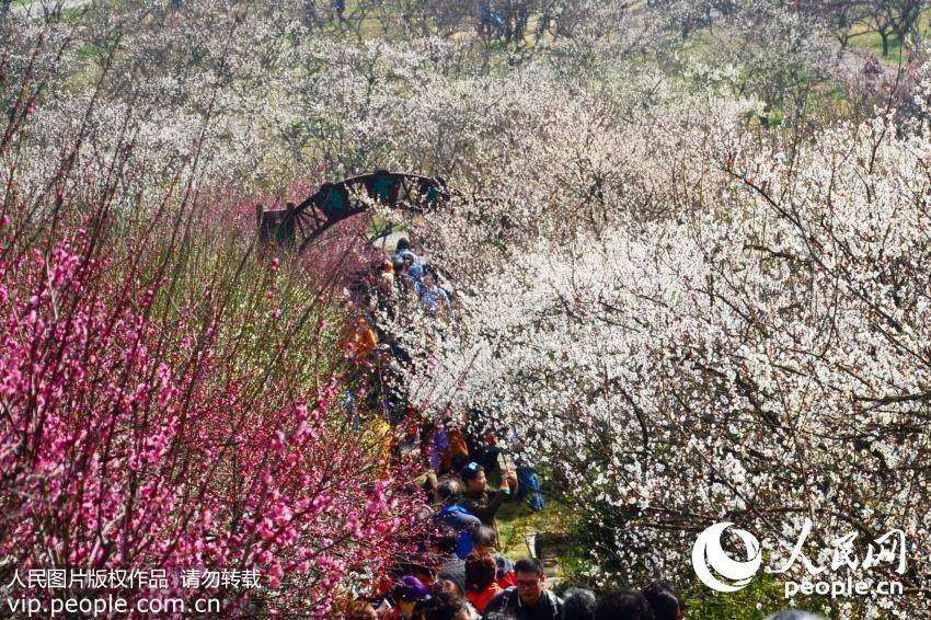被誉为全国四大赏梅胜地之一的苏州市邓尉山上，千倾梅花凌寒绽放，如海荡漾，若雪漫野，蔚为壮观。（王欣/人民图片）