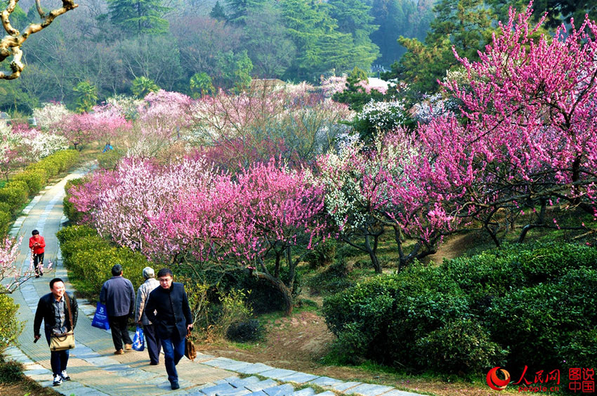 梅花山位于南京市玄武区紫金山南麓，钟山风景区中明孝陵景区内。被誉为“天下第一梅山”和“中国第一梅花山”，与昆山淀山湖梅园、无锡梅园和武汉东湖梅园并称中国四大梅园，居四大梅园之首。如今的梅花山植梅面积1533余亩，有近400个品种的4万余株梅树。（罗汉松/图说中国）