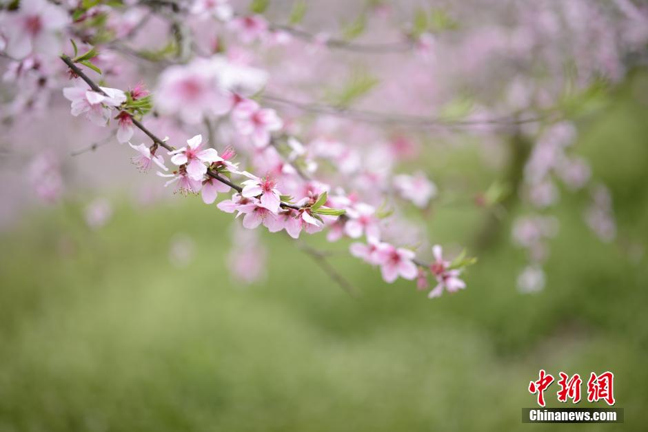 贵州镇远桃花园 春风得意百花艳