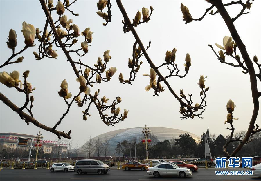 （晚报）（1）玉兰花开长安街