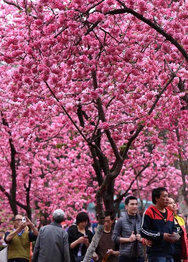 （社会）（3）昆明“圆通樱潮”醉游人