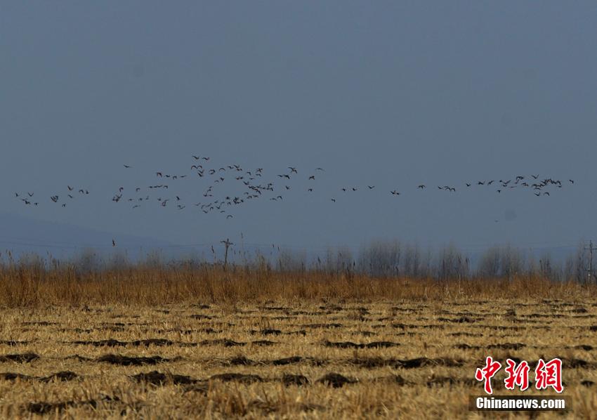 数十万北归大雁聚集珲春湿地