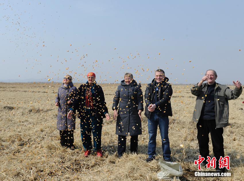 数十万北归大雁聚集珲春湿地