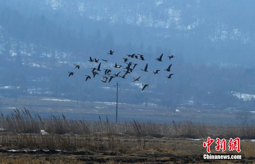 数十万北归大雁聚集珲春湿地