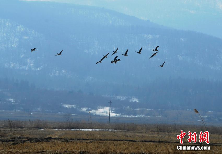 数十万北归大雁聚集珲春湿地