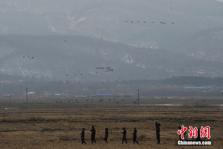 数十万北归大雁聚集珲春湿地