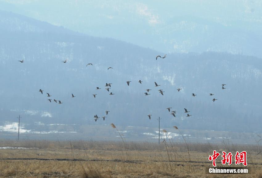 数十万北归大雁聚集珲春湿地