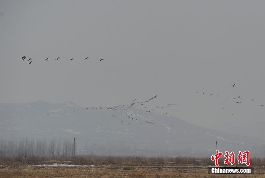 数十万北归大雁聚集珲春湿地