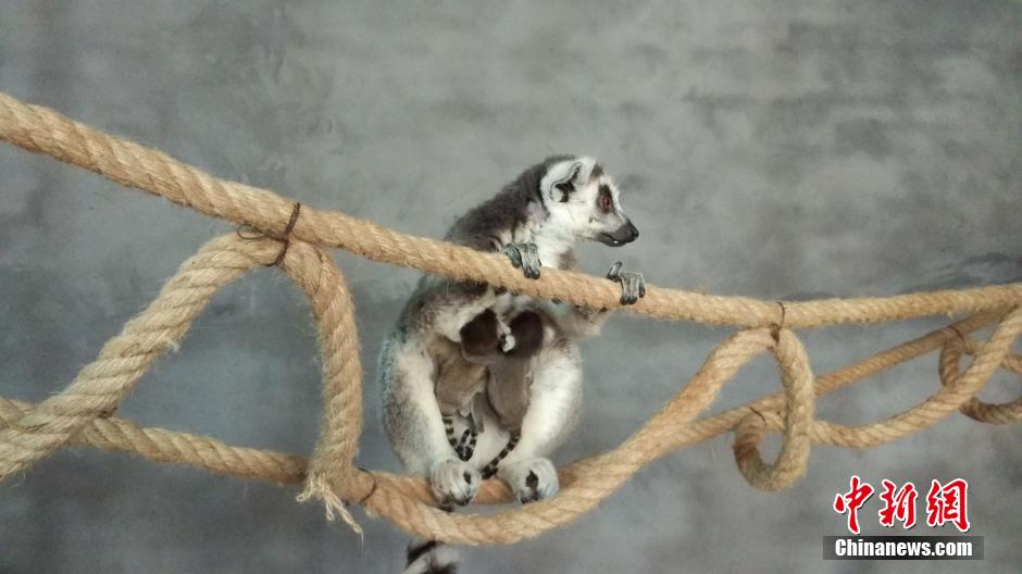 重庆环尾狐猴产下双胞胎 升级为妈妈