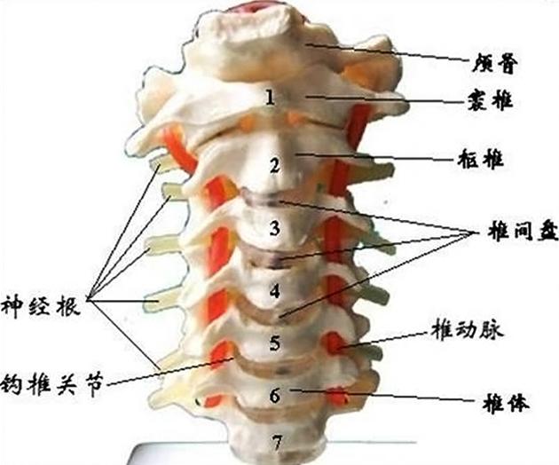 谁能比它懒？看“慢性子”三趾树懒如何生存