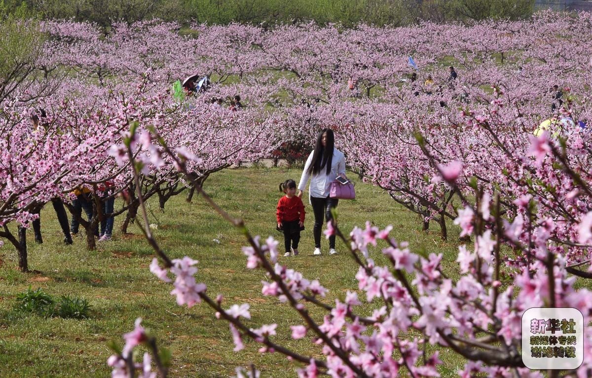 江西永修:打造农旅合一的桃花经济-千龙网·